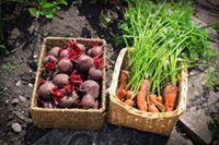 Eating Organic Foods