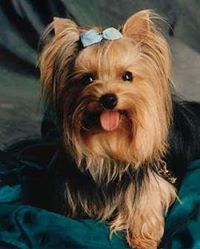 Yorkshire Terrier