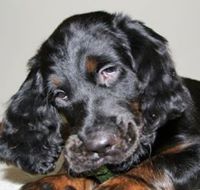 Gordon Setter