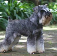 Miniature Schnauzer