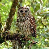 Corkscrew Swamp Sanctuary- National Audubon Society