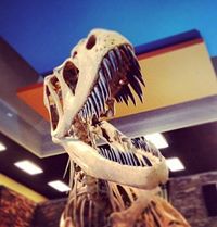 MUSEUM OF ANCIENT LIFE at Thanksgiving Point