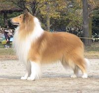 Rough Collie