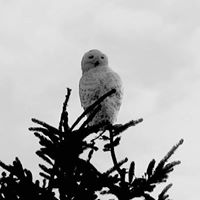 R.I.P Hedwig
