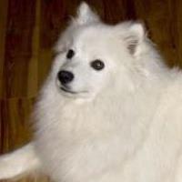 American Eskimo Dogs