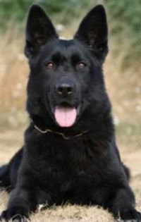 German Sheperd