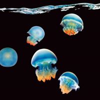 Jellyfish