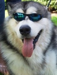 Alaskan Malamute