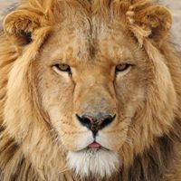 The Wild Animal Sanctuary