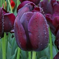 Wooden Shoe Tulip Festival