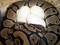 Ball Pythons