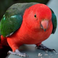 WOY WOY, ETTALONG AND UMINA