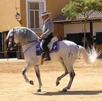 Andalusian Horse