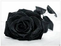 Black Rose