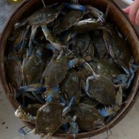 Angelina's Crab Cakes