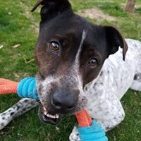 All About Animals Rescue