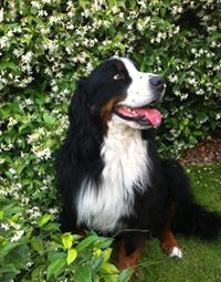 Bovaro Del Bernese (Mountain Dog)