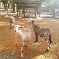 Green Meadows Petting Farm