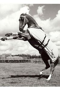 Phar Lap