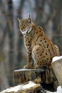 Lynx