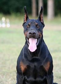 Doberman