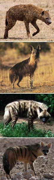 Hyenas