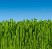 The Smell of Fresh Cut Grass