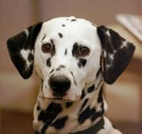 Dalmation Dogs