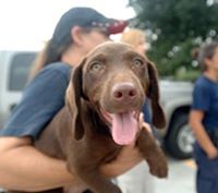 Help Rescue Animals From Emergency Situations (Official HSUS)