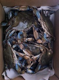 Maryland Blue Crabs