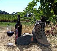 California Wine Hikes Guided Wine Country Hiking Tours
