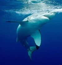Great White