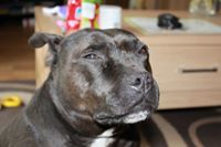 Staffordshire Bull Terrier