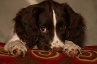 English Springer Spaniel