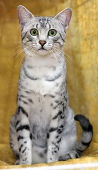 Egyptian Mau