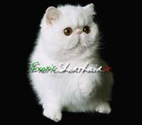 Exotic Shorthair