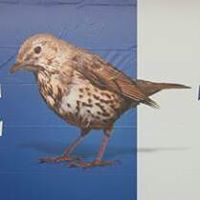 West Bromwich Albion