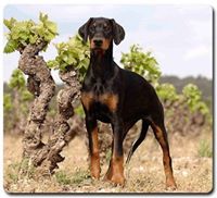 Dobermann