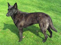 Dutch Shepherd Dog