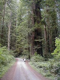 Redwood National Forest