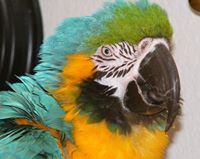 Macaw