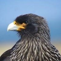 Visit the Falkland Islands!