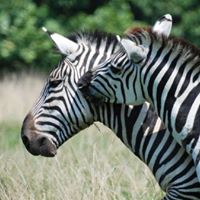 Wild Wilderness Drive-Through Safari