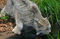 The Montreal Biodome
