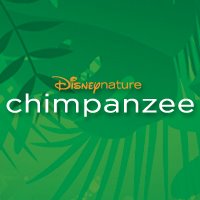 Chimpanzee