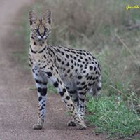 Nairobi National Park