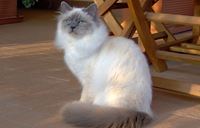 Birman