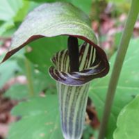 McCormick's Creek State Park