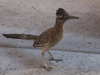 Wile E. Coyote and Road Runner