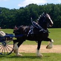 Express Clydesdales